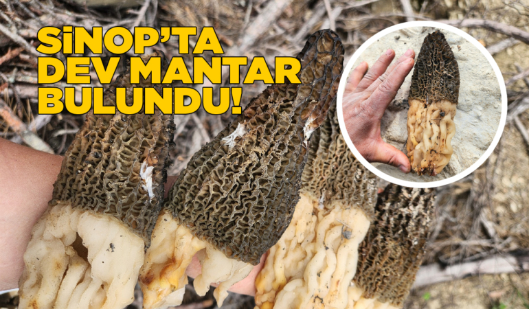 Sinop’ta bulunan dev mantar şaşkınlık yarattı!