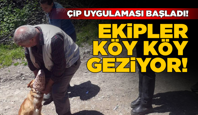 Sahipli hayvanlar çiple kimlikleniyor