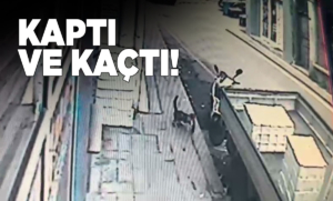 Tezgahtan balık alan kedi kamerada