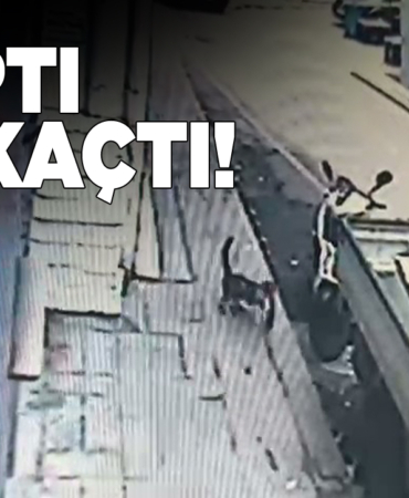 Tezgahtan balık alan kedi kamerada