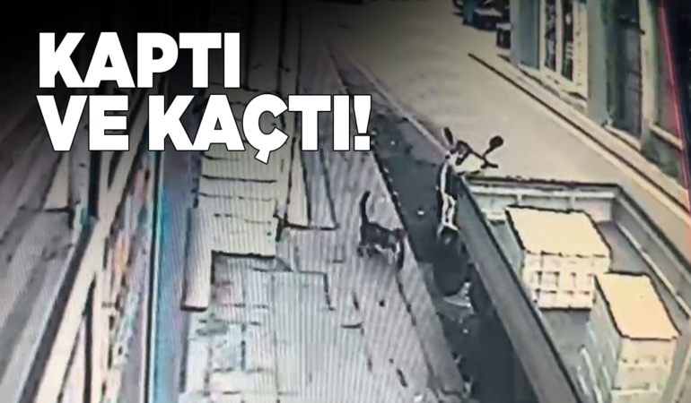 Tezgahtan balık alan kedi kamerada