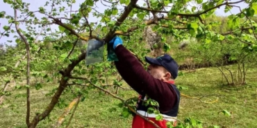 Kahverengi kokarca zararlısı ile mücadele devam ediyor