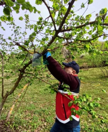Kahverengi kokarca zararlısı ile mücadele devam ediyor
