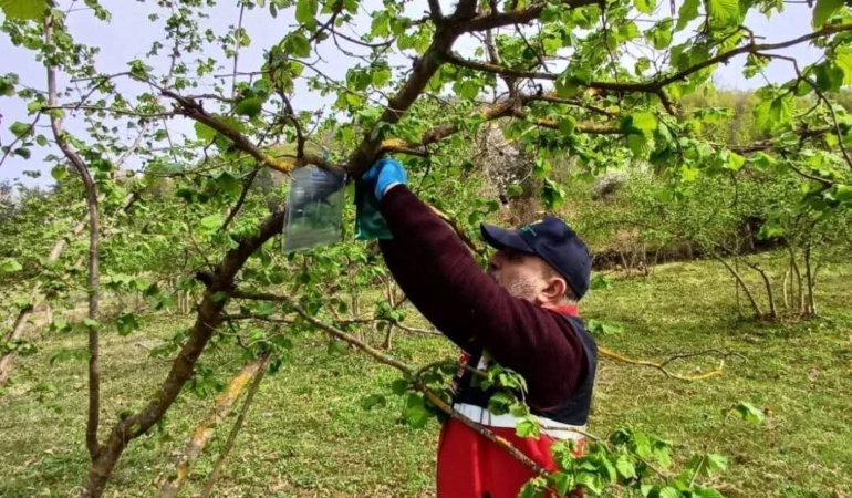 Kahverengi kokarca zararlısı ile mücadele devam ediyor