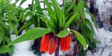 Kar altında kalan ters laleler görsel şölen oluşturdu