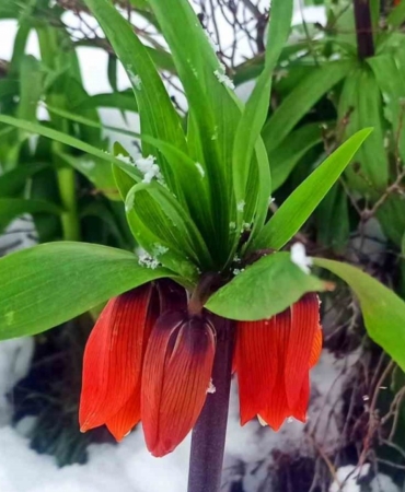 Kar altında kalan ters laleler görsel şölen oluşturdu