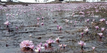 Karların erimesiyle kardelenler kendini gösterdi