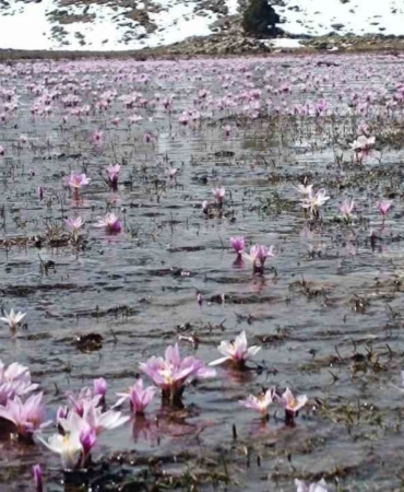 Karların erimesiyle kardelenler kendini gösterdi
