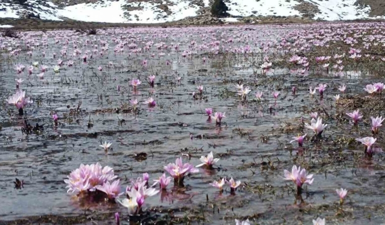 Karların erimesiyle kardelenler kendini gösterdi