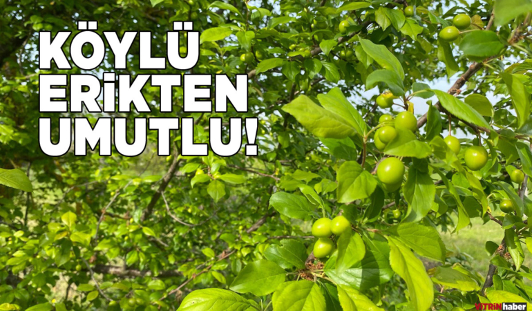 Sinop’ta erik mevsimi yaklaşıyor