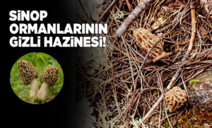 Baharın yıldızı kuzu göbeği kendini gösterdi