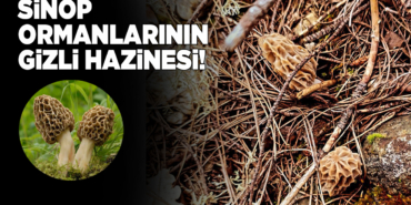 Baharın yıldızı kuzu göbeği kendini gösterdi