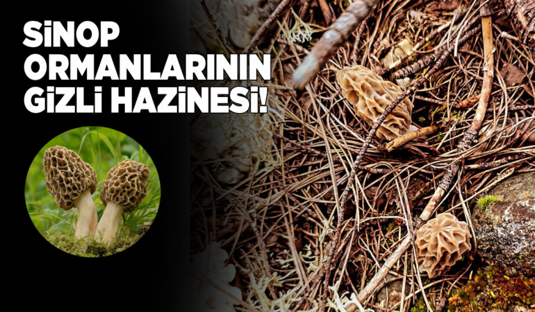 Baharın yıldızı kuzu göbeği kendini gösterdi