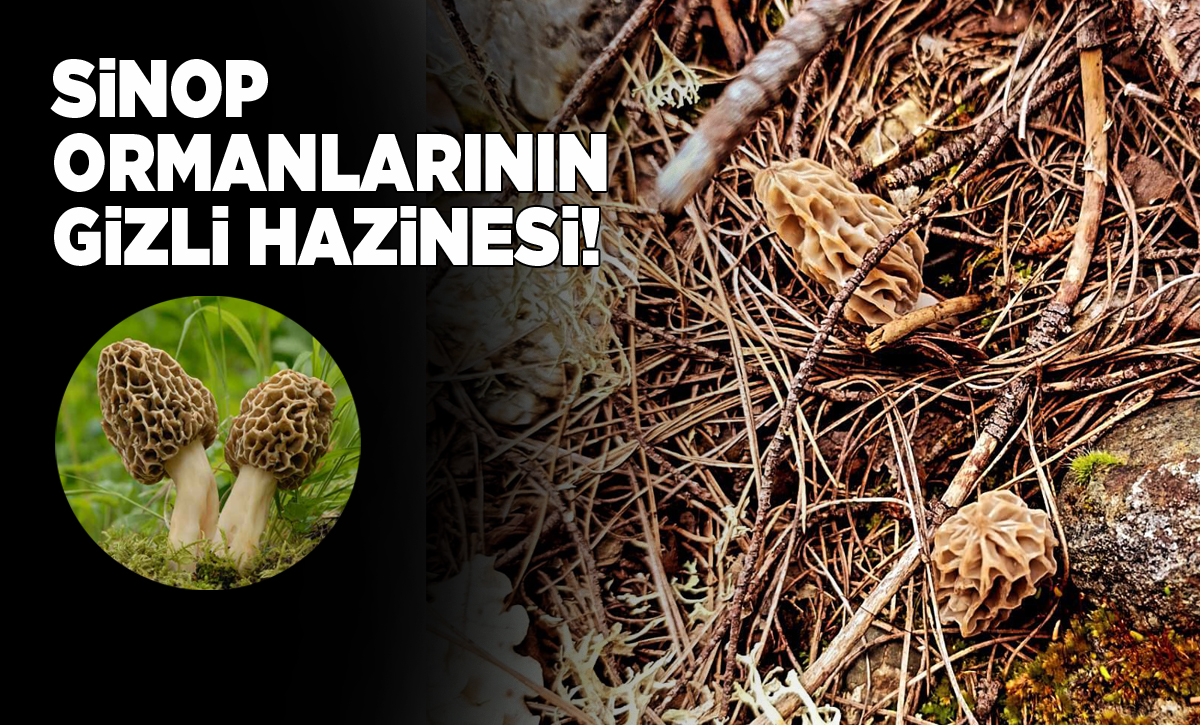 Baharın yıldızı kuzu göbeği kendini gösterdi