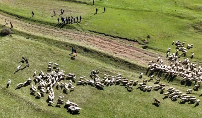 Kuzuların anneleriyle buluştuğu anlar gülümsetti