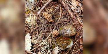 'KUZUGÖBEĞİ MANTARI’ TOPRAK YÜZEYİNE ÇIKMAYA BAŞLADI