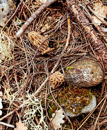 'KUZUGÖBEĞİ MANTARI’ TOPRAK YÜZEYİNE ÇIKMAYA BAŞLADI