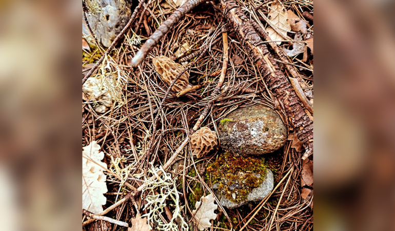'KUZUGÖBEĞİ MANTARI’ TOPRAK YÜZEYİNE ÇIKMAYA BAŞLADI
