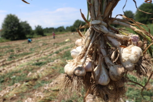 Taşköprü sarımsağındaki verim kaybı bu şekilde korunacak