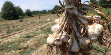 Taşköprü sarımsağındaki verim kaybı bu şekilde korunacak