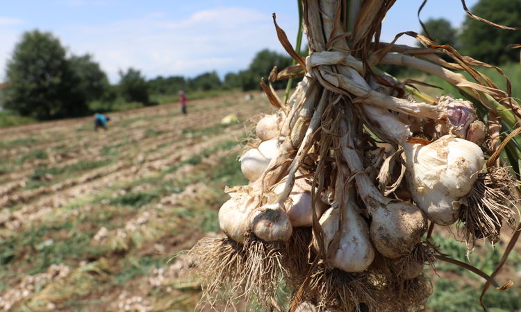 Taşköprü sarımsağındaki verim kaybı bu şekilde korunacak
