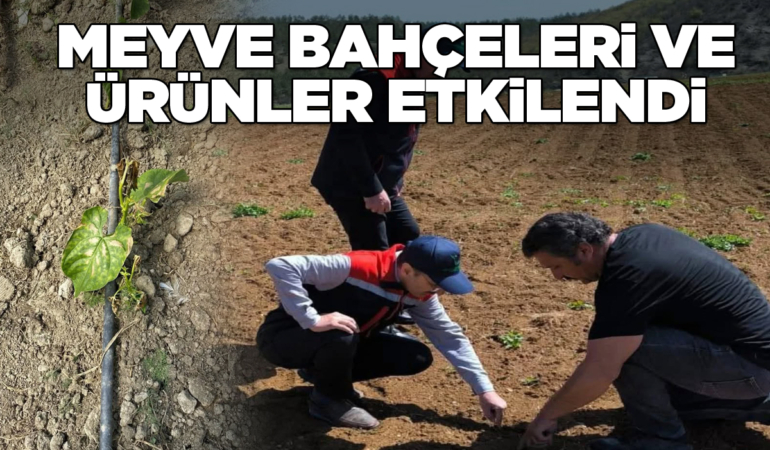 Zirai don ilçeyi vurdu