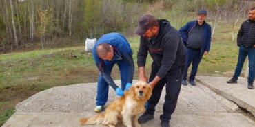 Sahipli köpekler mikroçiple kimliklendiriliyor