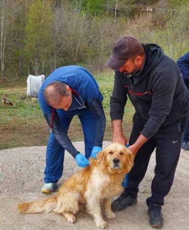 Sahipli köpekler mikroçiple kimliklendiriliyor