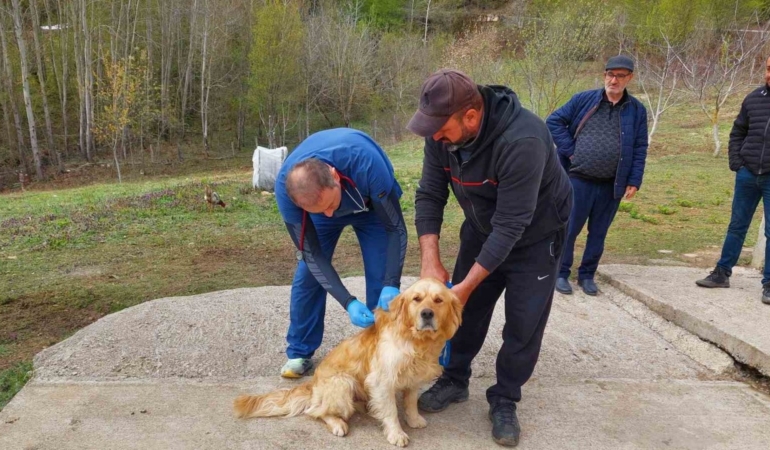Sahipli köpekler mikroçiple kimliklendiriliyor