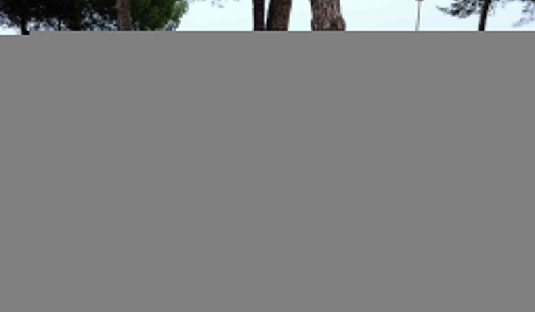 Samsun'da sahile ölü yunus vurdu