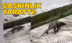 Sinop’ta gizemli hayvan kamerada