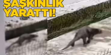 Sinop’ta gizemli hayvan kamerada