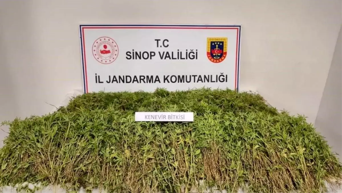 Sinop'ta Kenevir İddiayı Doğruladı