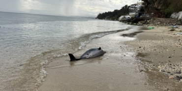 Sinop'ta 8 yılda 130 ölü yunus karaya vurdu