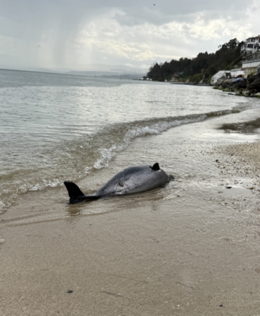 Sinop'ta 8 yılda 130 ölü yunus karaya vurdu