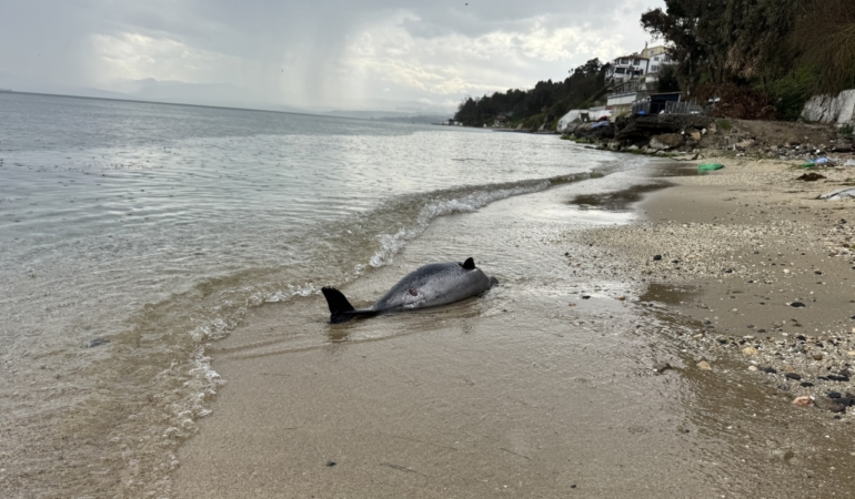 Sinop’ta 8 yılda 130 ölü yunus karaya vurdu