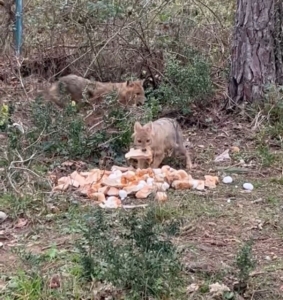 Sinop'ta aç kalan çakallara bayram ziyafeti