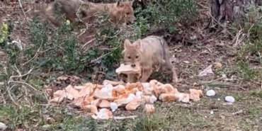 Sinop'ta aç kalan çakallara bayram ziyafeti