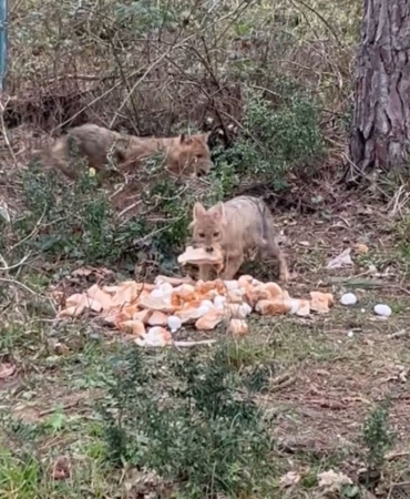 Sinop'ta aç kalan çakallara bayram ziyafeti