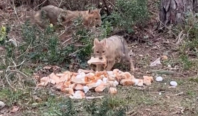 Sinop’ta aç kalan çakallara bayram ziyafeti