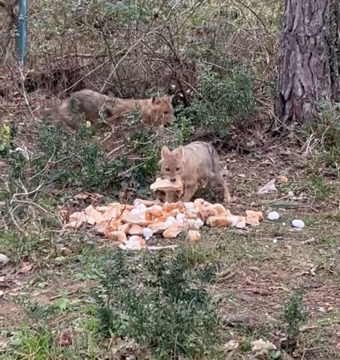Sinop'ta aç kalan çakallara bayram ziyafeti