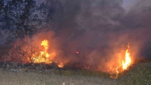 Sinop’ta örtü yangını