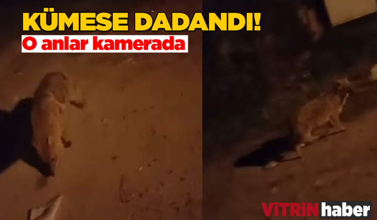 Sinop’ta yavru kurt kümese dadandı