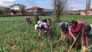 Taşköprü sarımsağının çapalama dönemi başladı