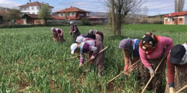 Taşköprü sarımsağının çapalama dönemi başladı