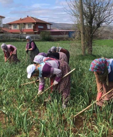 Taşköprü sarımsağının çapalama dönemi başladı
