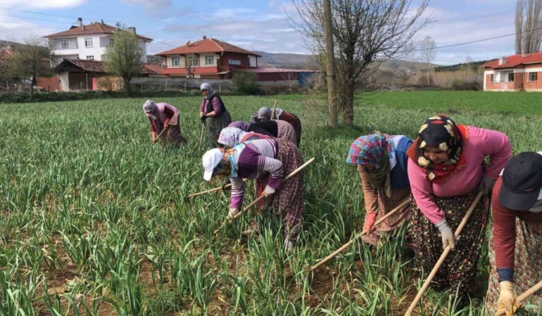Taşköprü sarımsağının çapalama dönemi başladı