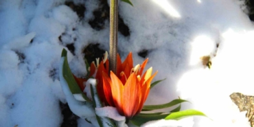 Ters laleler kar altında kaldı