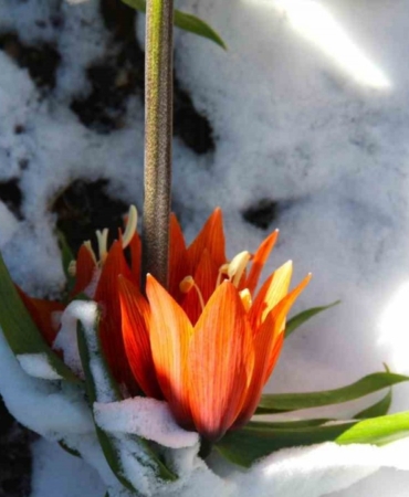 Ters laleler kar altında kaldı