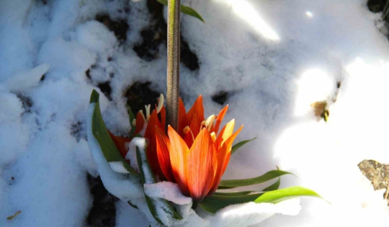 Ters laleler kar altında kaldı